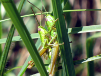 E.brachyptera